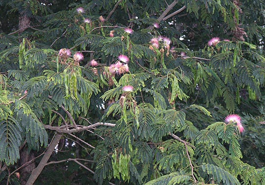 fragrant mimosa