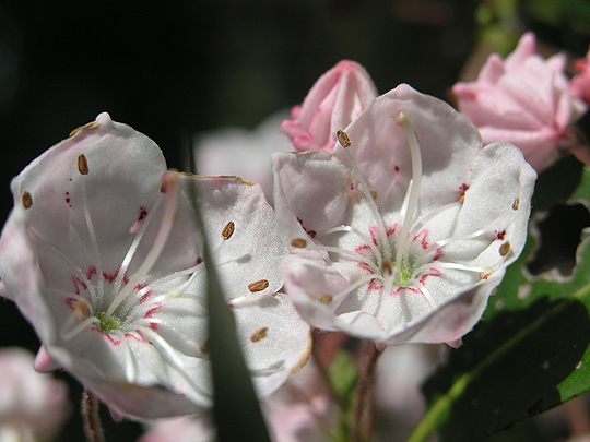 mountain laurel