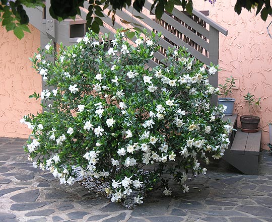 patio gardenia