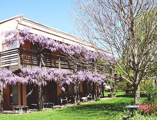 wisteria shade in Spring